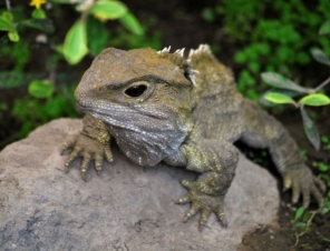Tuatara